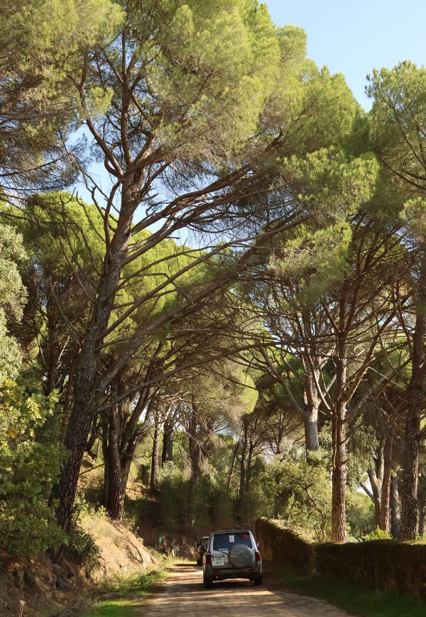 Pinares de pino piñonero en Gredos