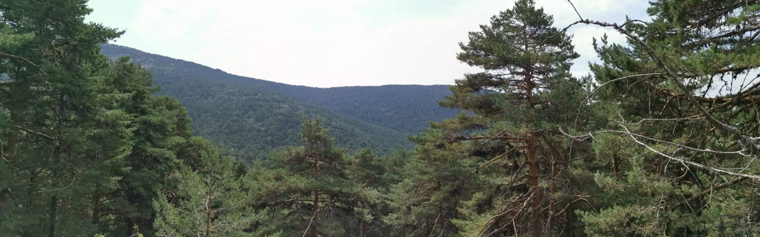 pinares sierra de Guadarrama