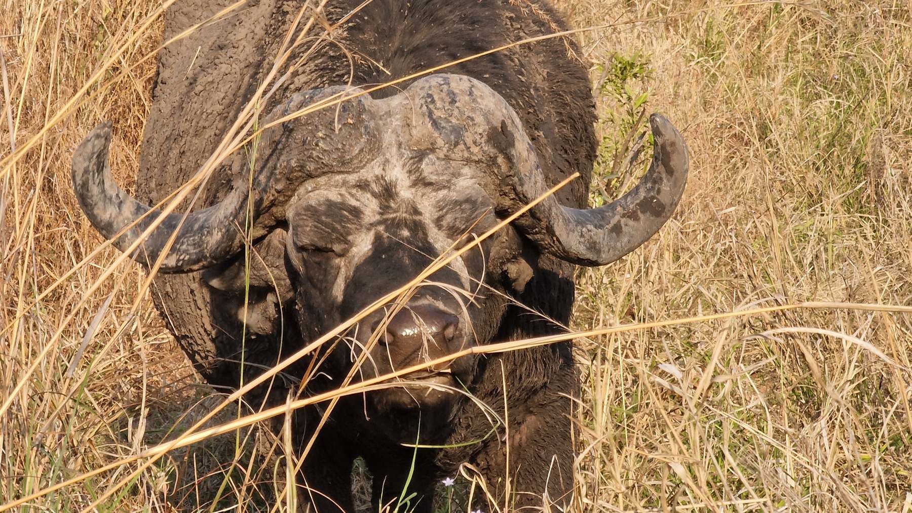 Búfalo enorme africano