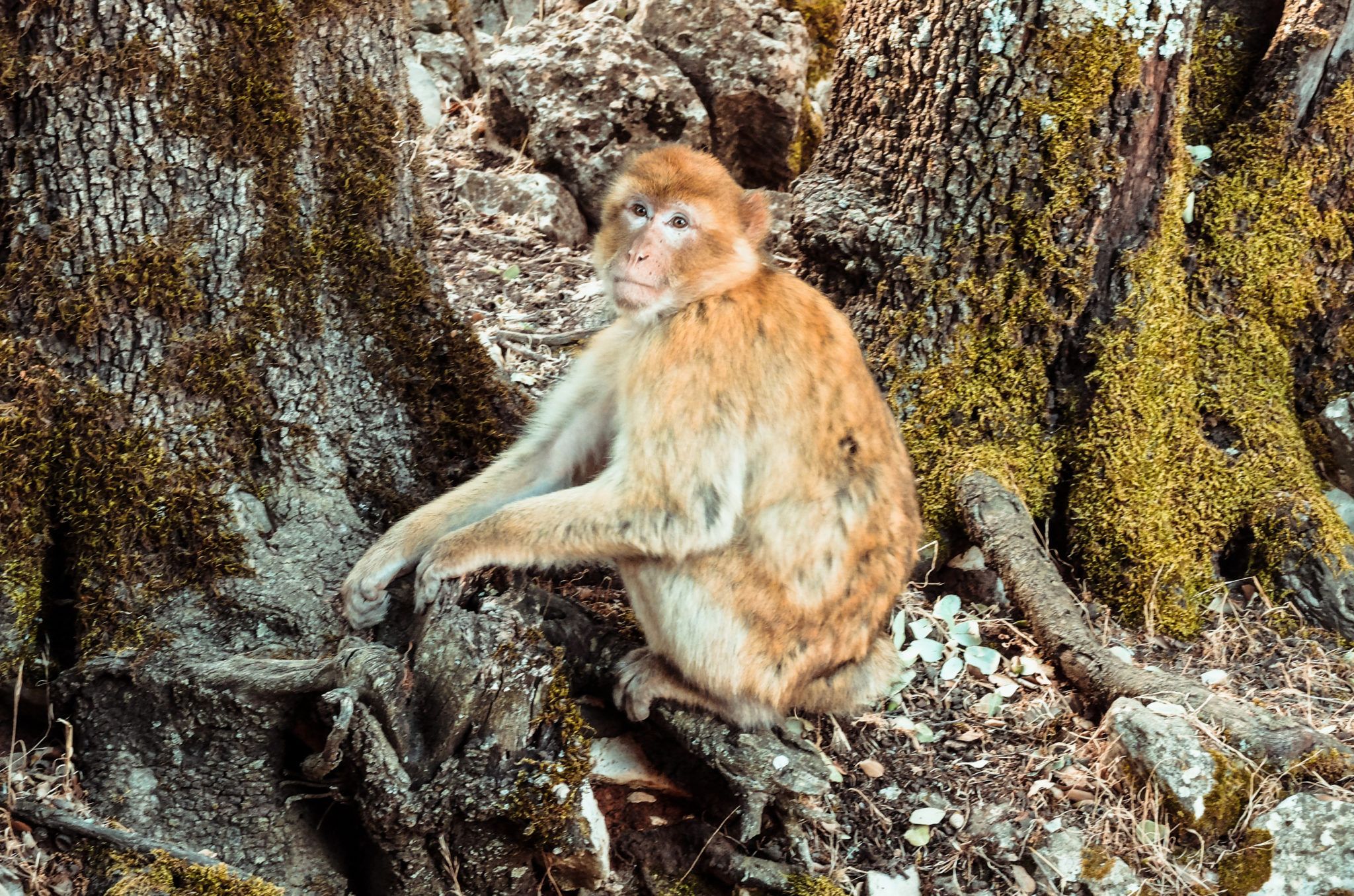 Macacos de Berbería