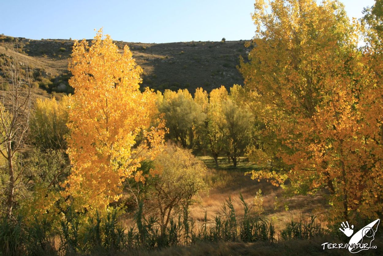 Choperas otoñales - Rutas Terranatur