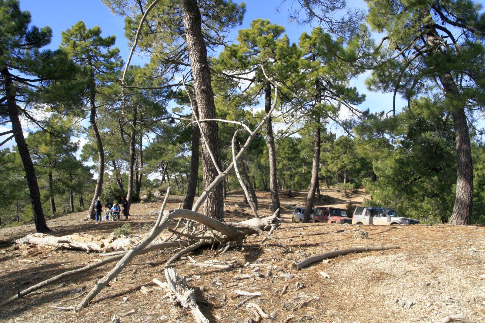 Pinares de ensueño