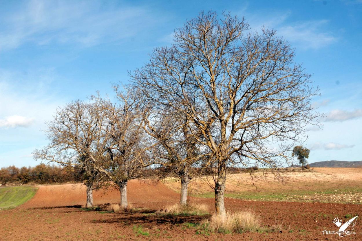 Árboles de Merindades