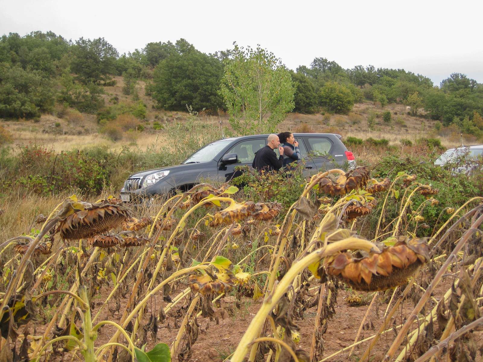 Camino de Pineda