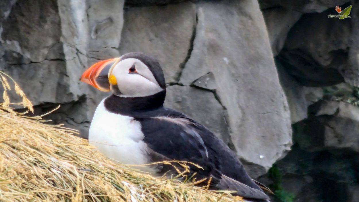 Frailecillos de Oro (Pufins) en la costa Islandesa