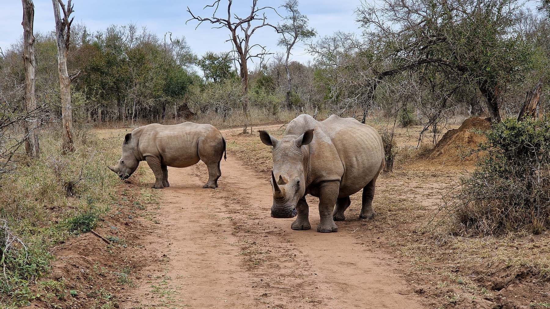 Rinoceronte blanco en el Parque Nacional Hlane en Esuatini