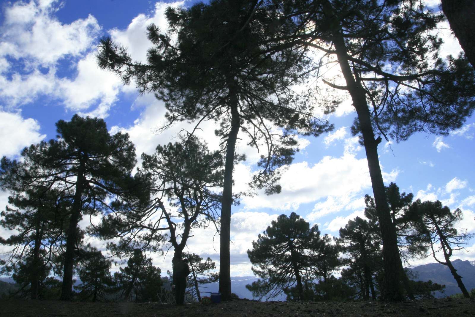 Pinares de Montaña