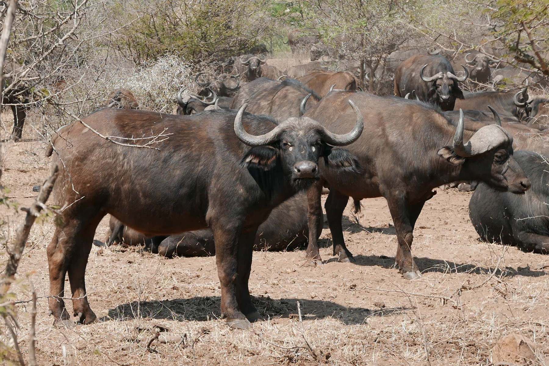 Manada de búfalos africanos