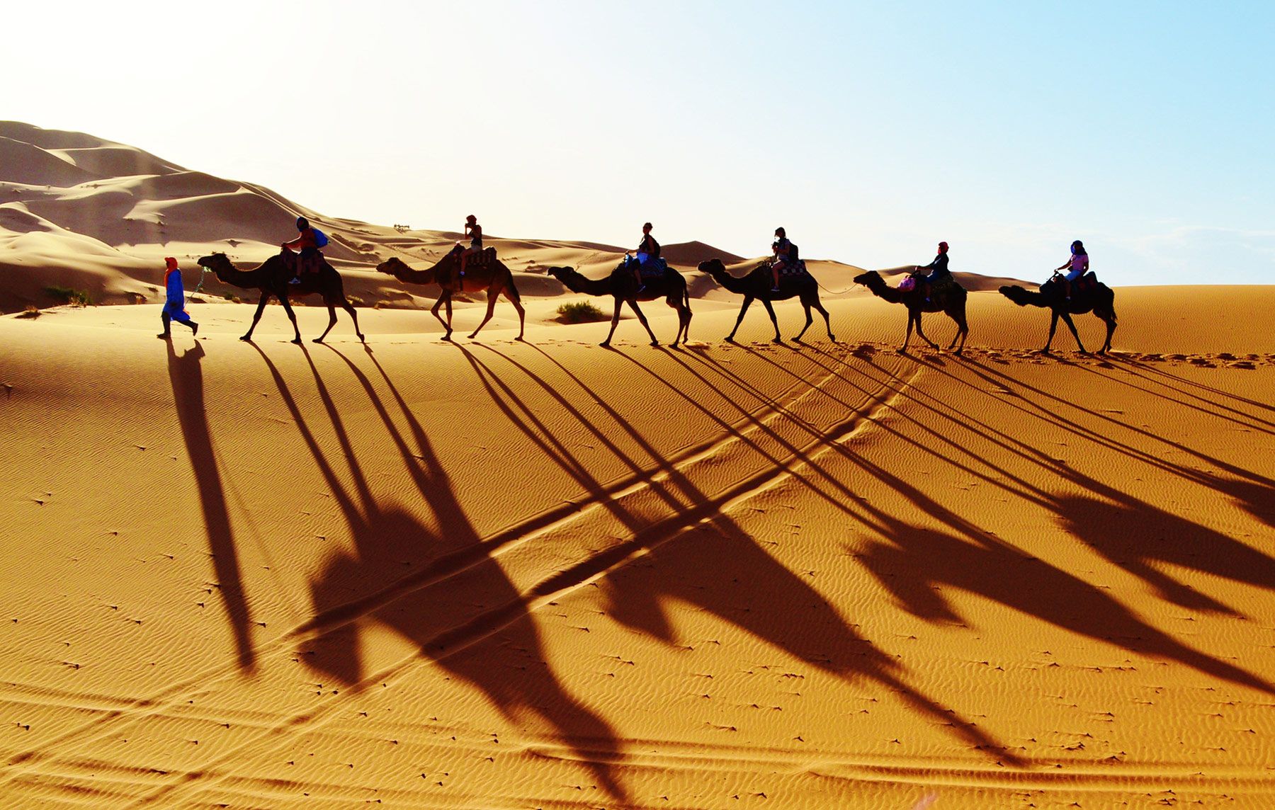 Dromedarios por el Erg Chebbi. Marruecos