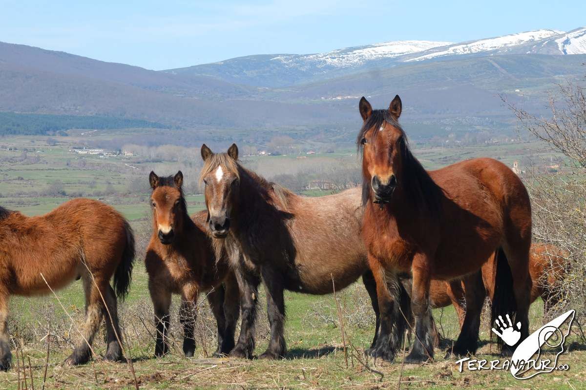 Caballos cántabros