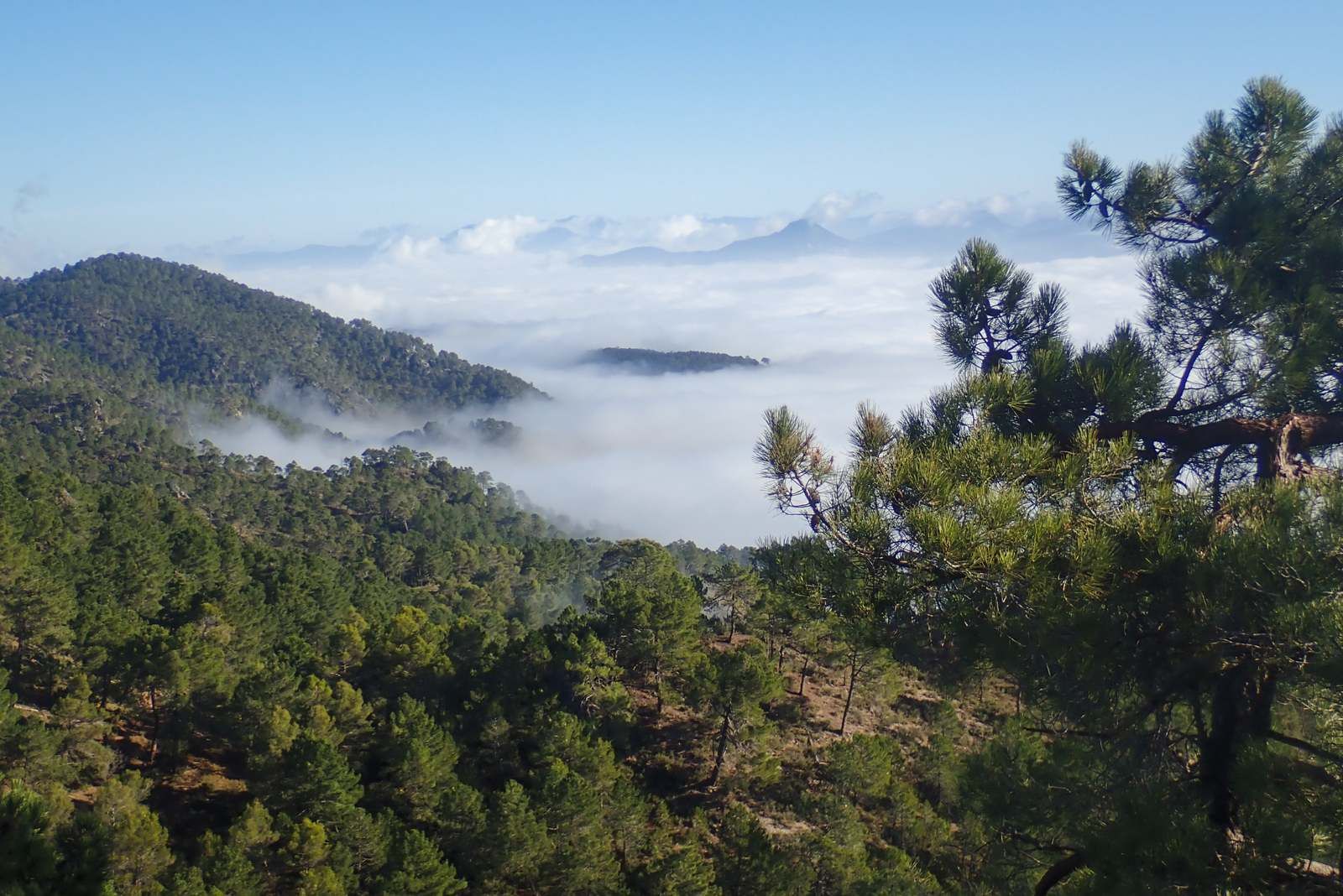 Mar de nuebes en Cazorla