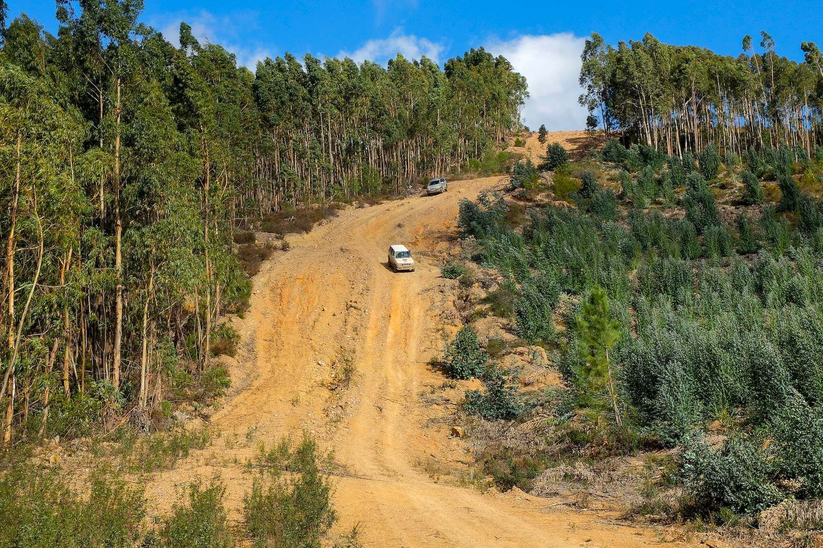 Cortafuegos en la Sierra de Monchique con Terranatur