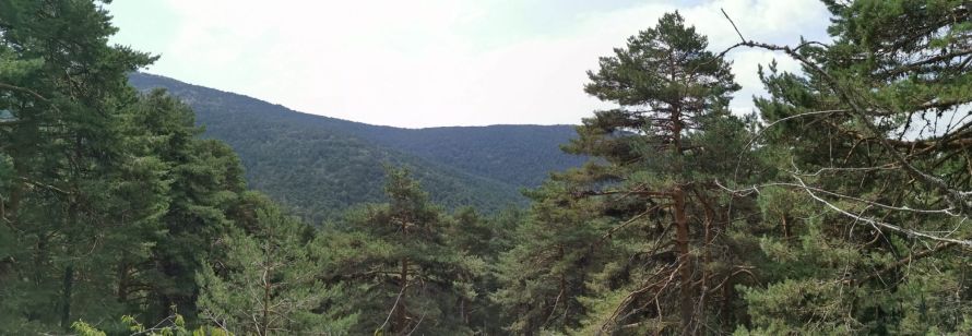 pinares sierra de Guadarrama