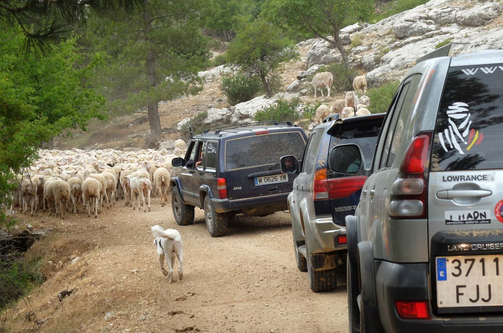 En ruta por Segura, trashumancia