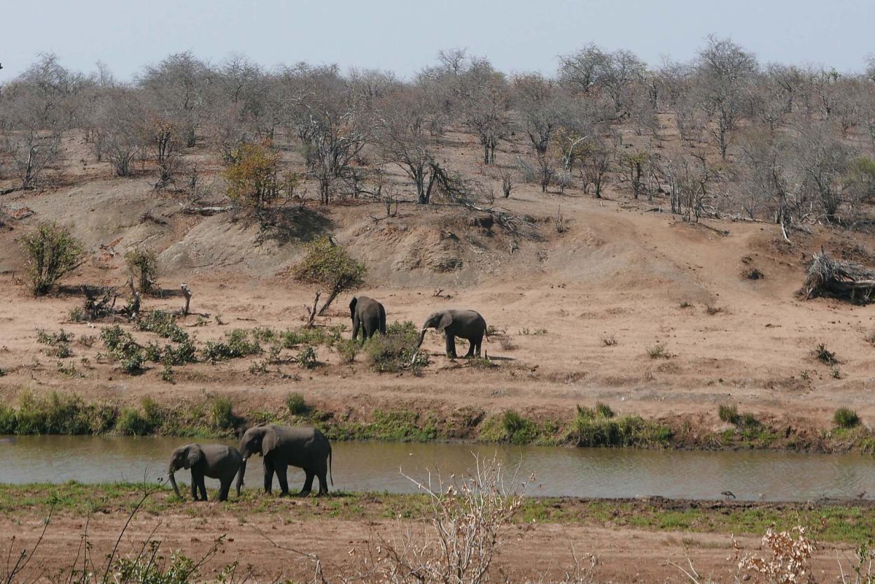 elefantes junto a un rio africano