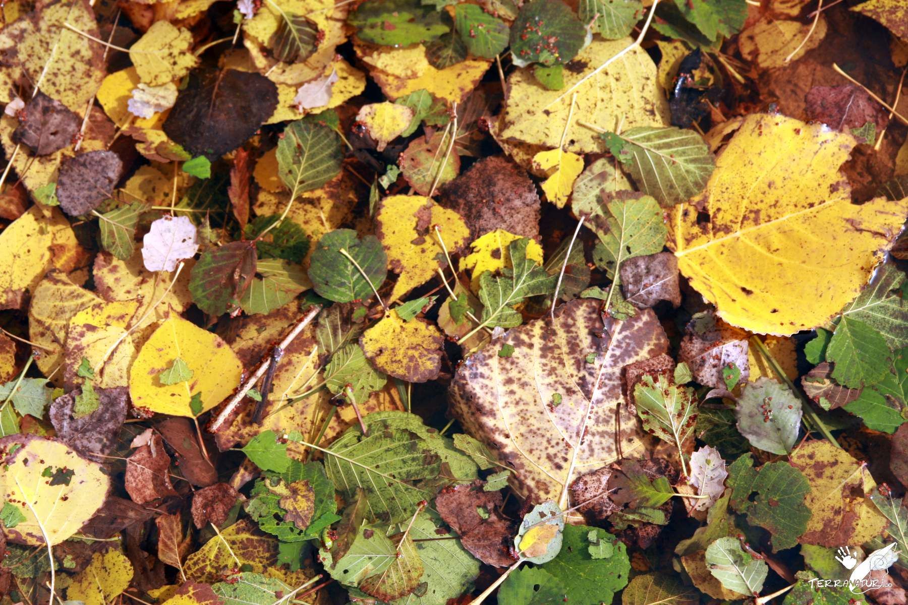 Naturaleza Otoñal