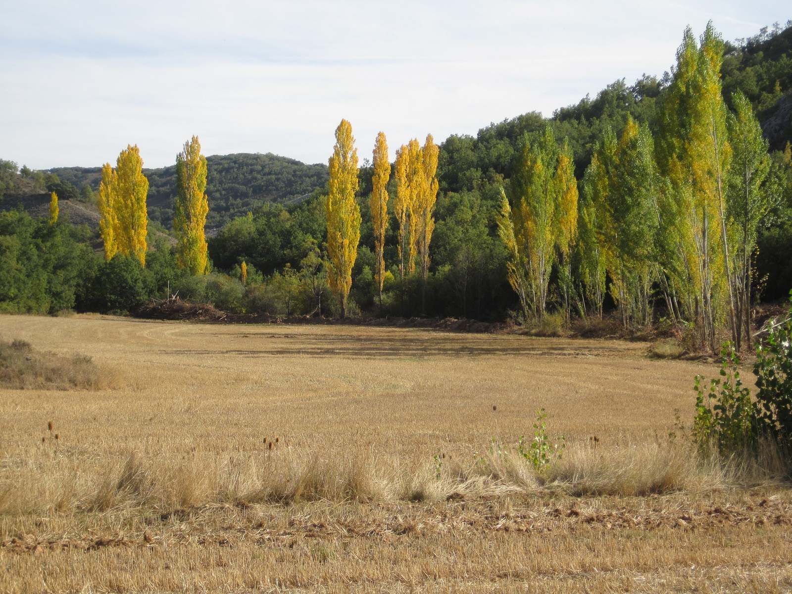 Alamos otoñales cerca de Mave