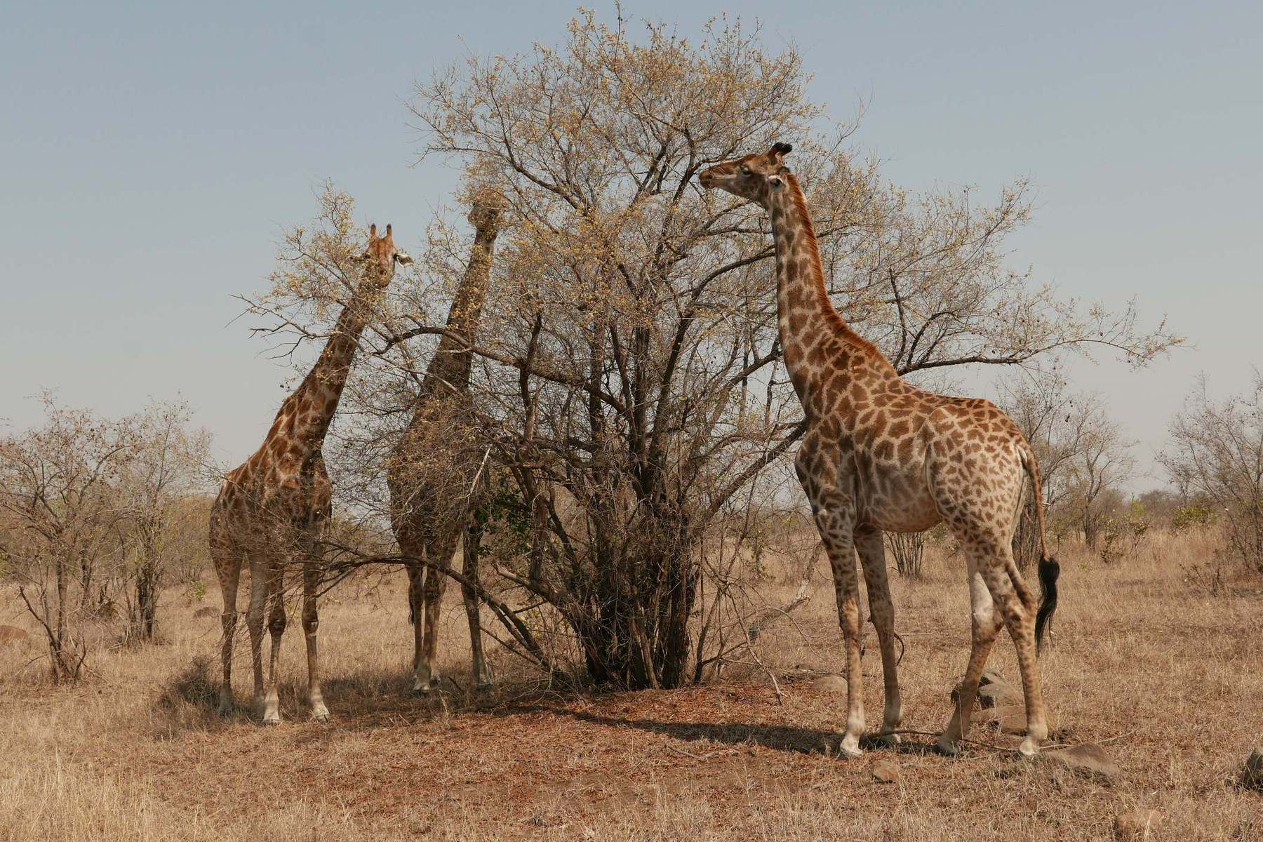 Grupo de girafas en el Kruger