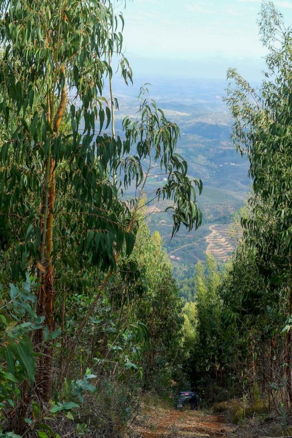 Pino rodeno en Cazorla