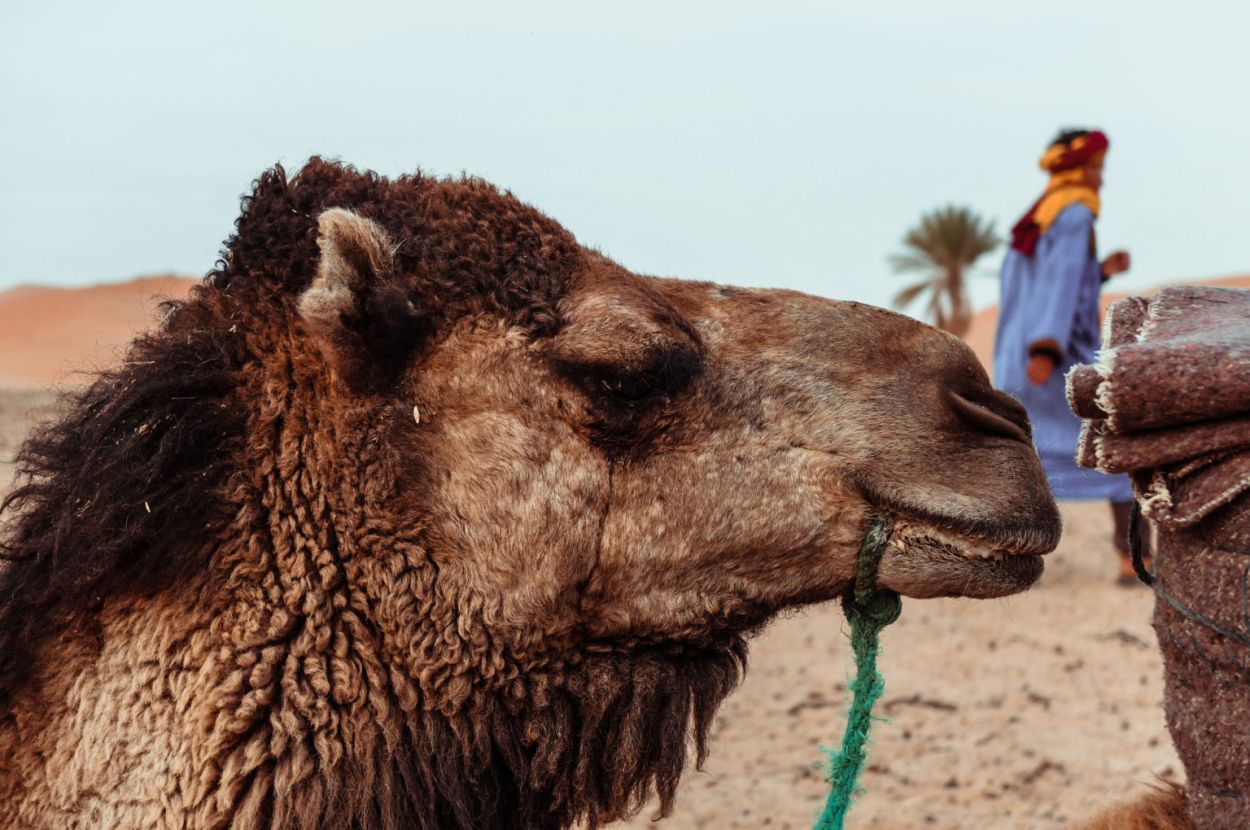 Dromedario en las dunas de Marruecos