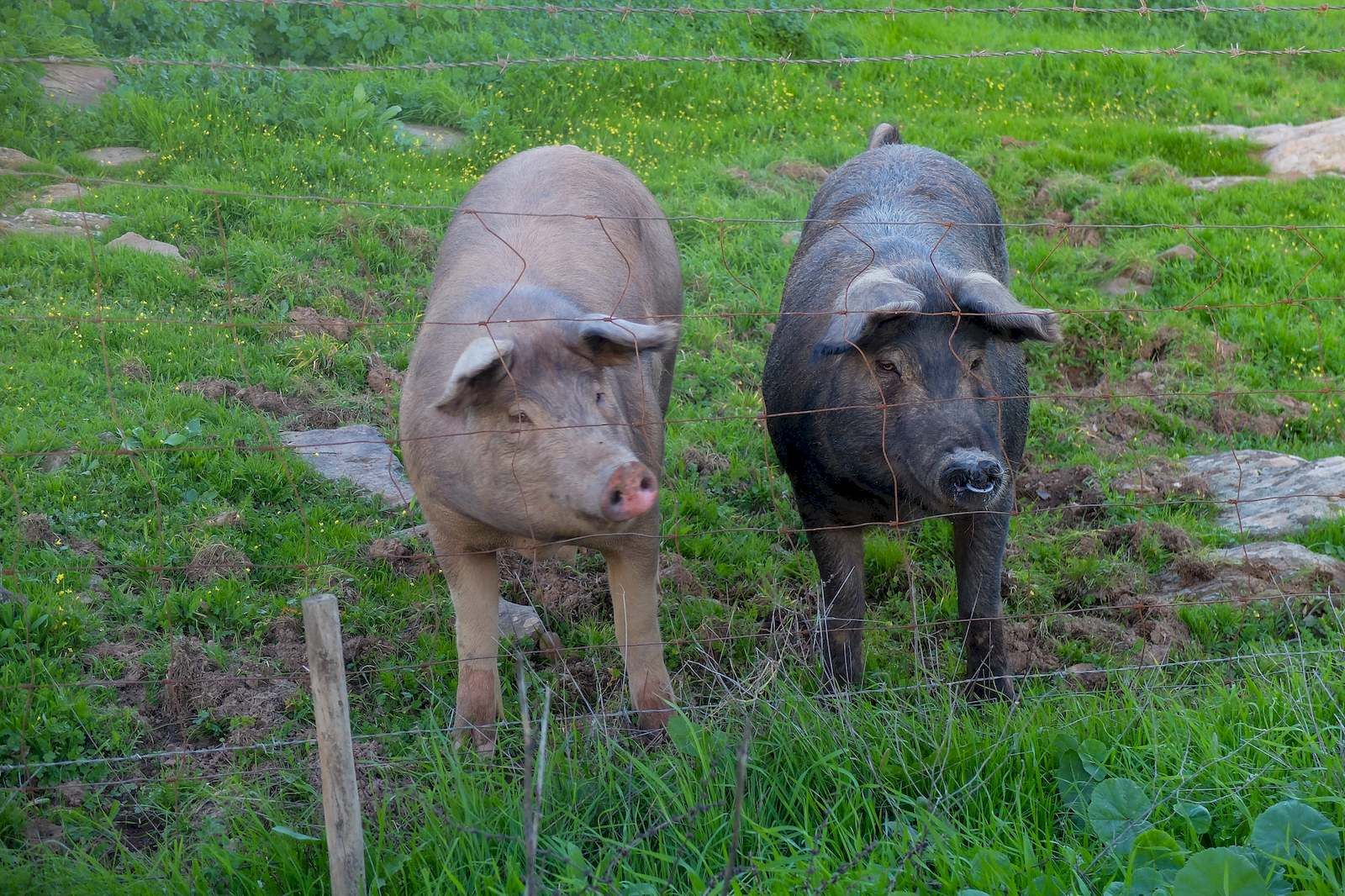 Cerditos ibéricos