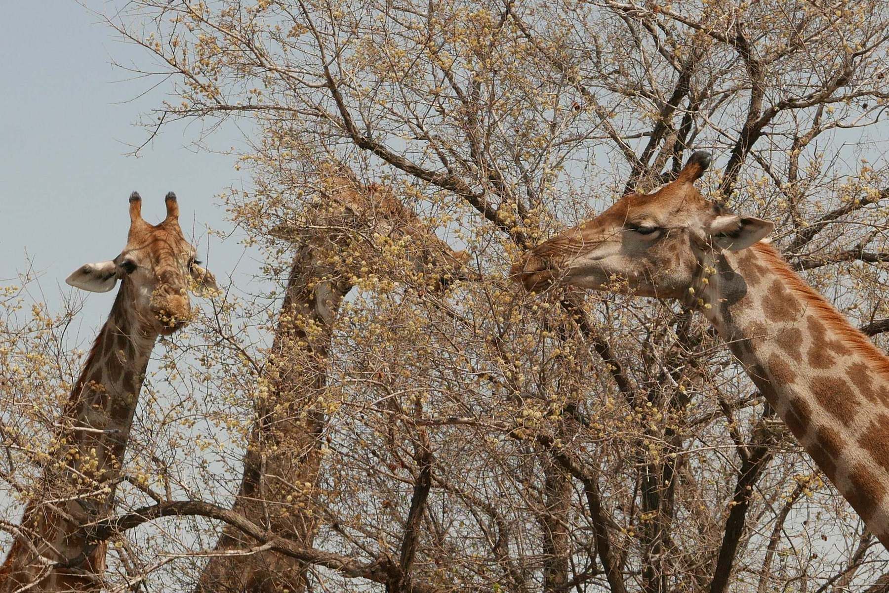 Cabezas de girafas