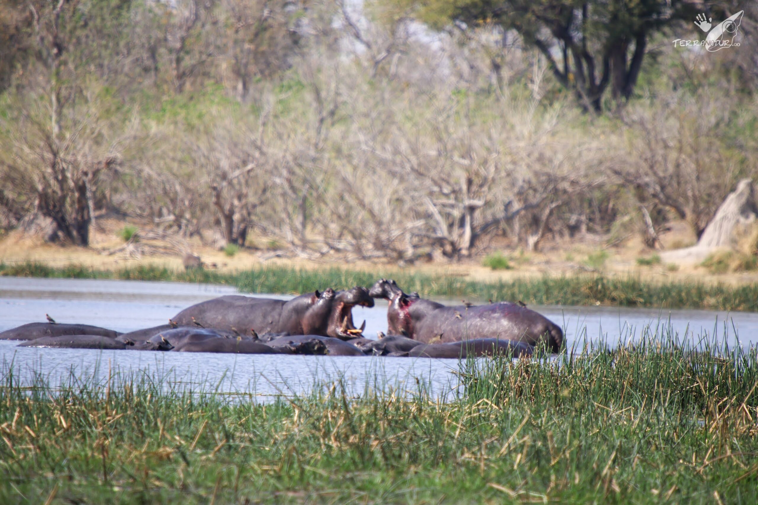 Hipop&oacute;tamos luchando en Moremi