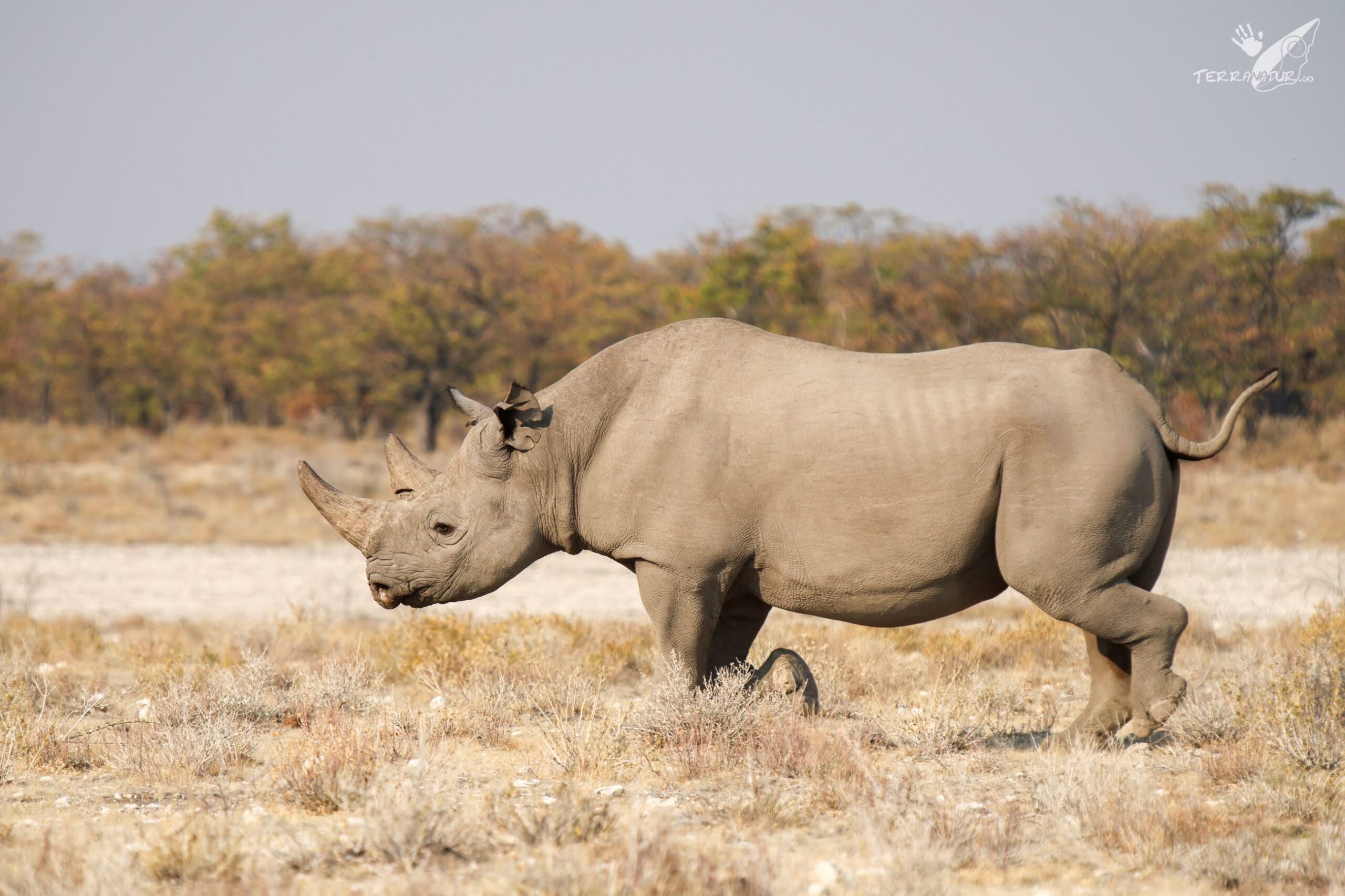 Rinoceronte negro en Botswana
