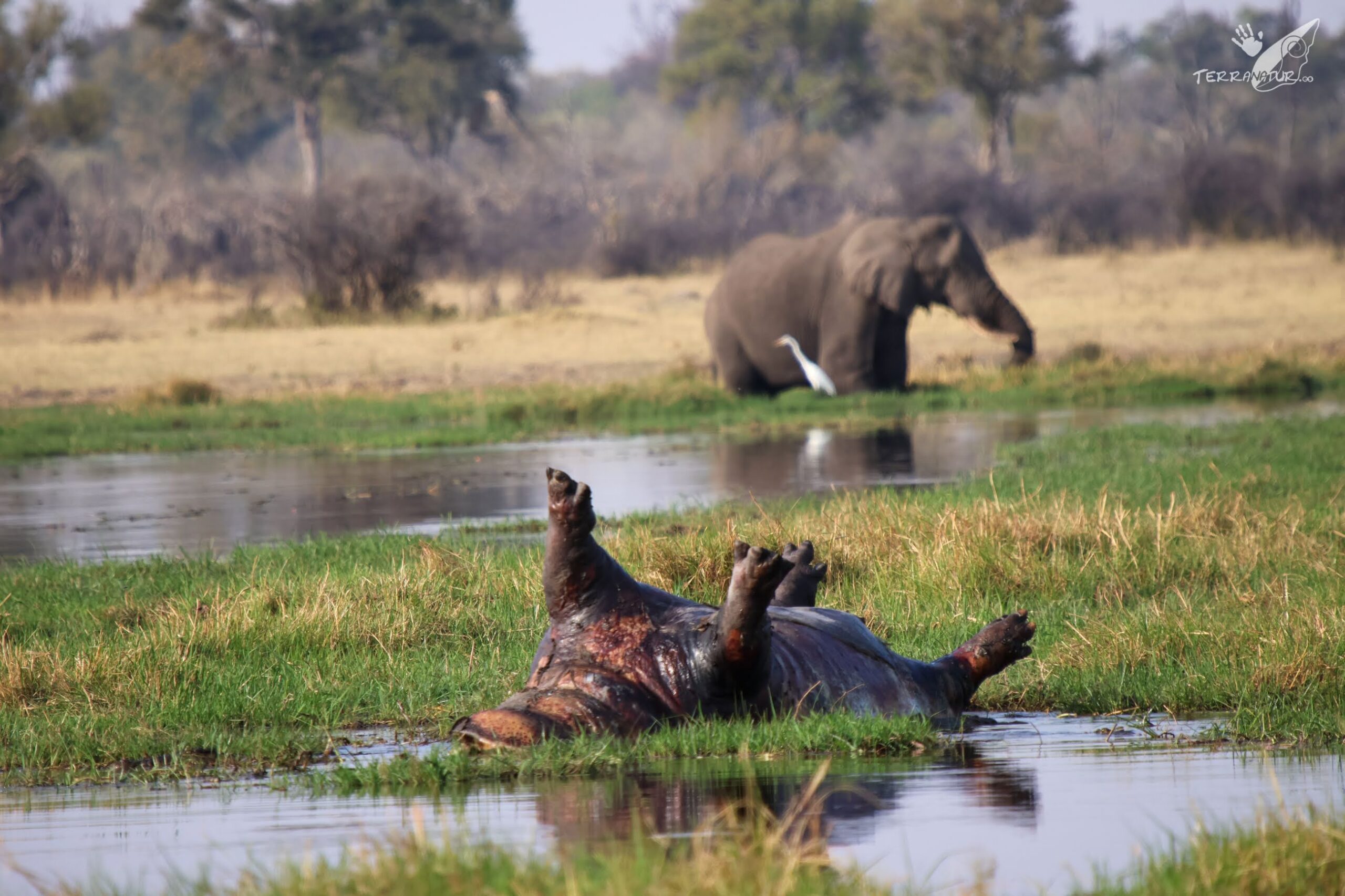 Reserva de Kawai, entre Moremi y Chobe