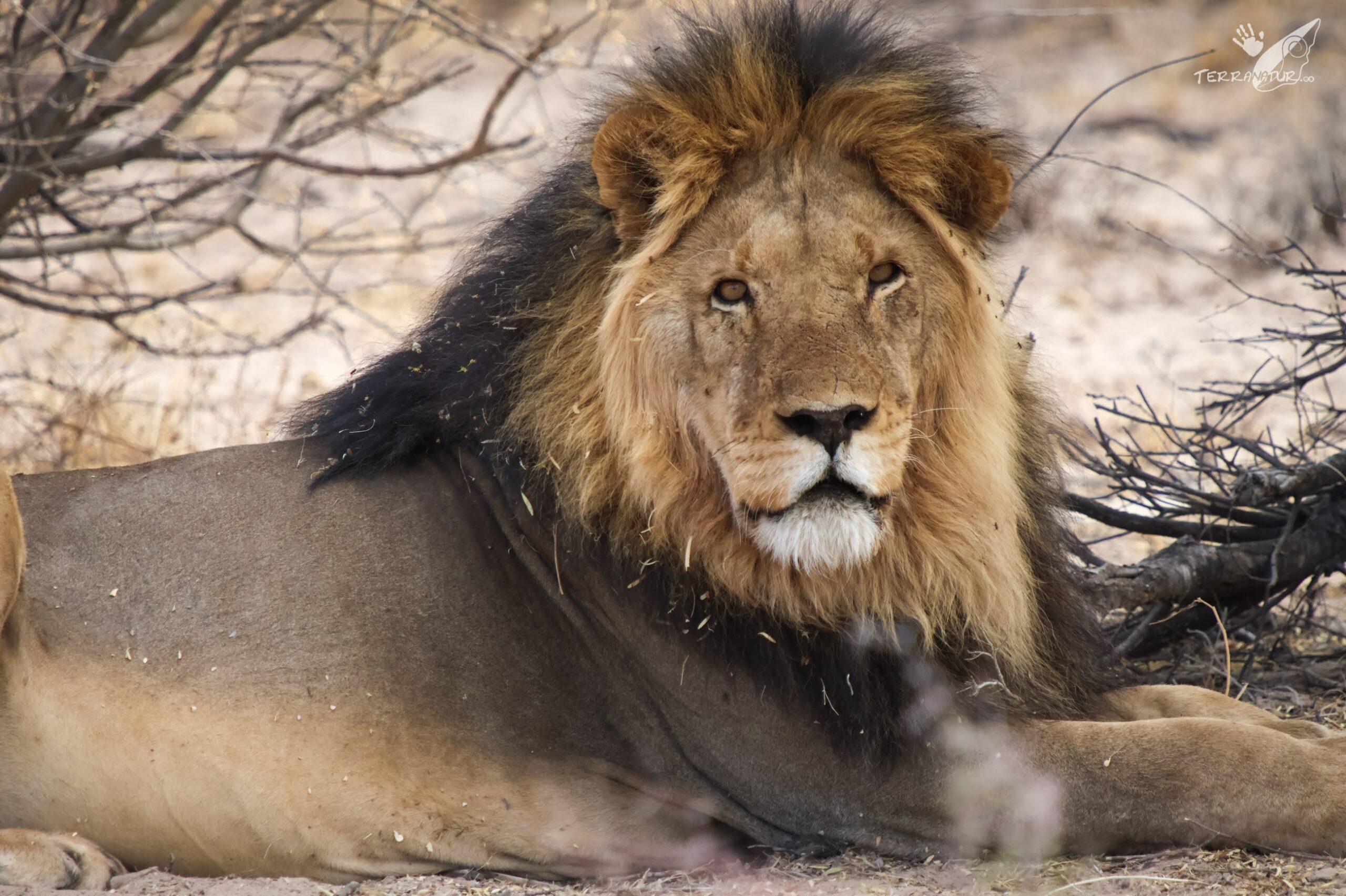 Le&oacute;n del Kalahari
