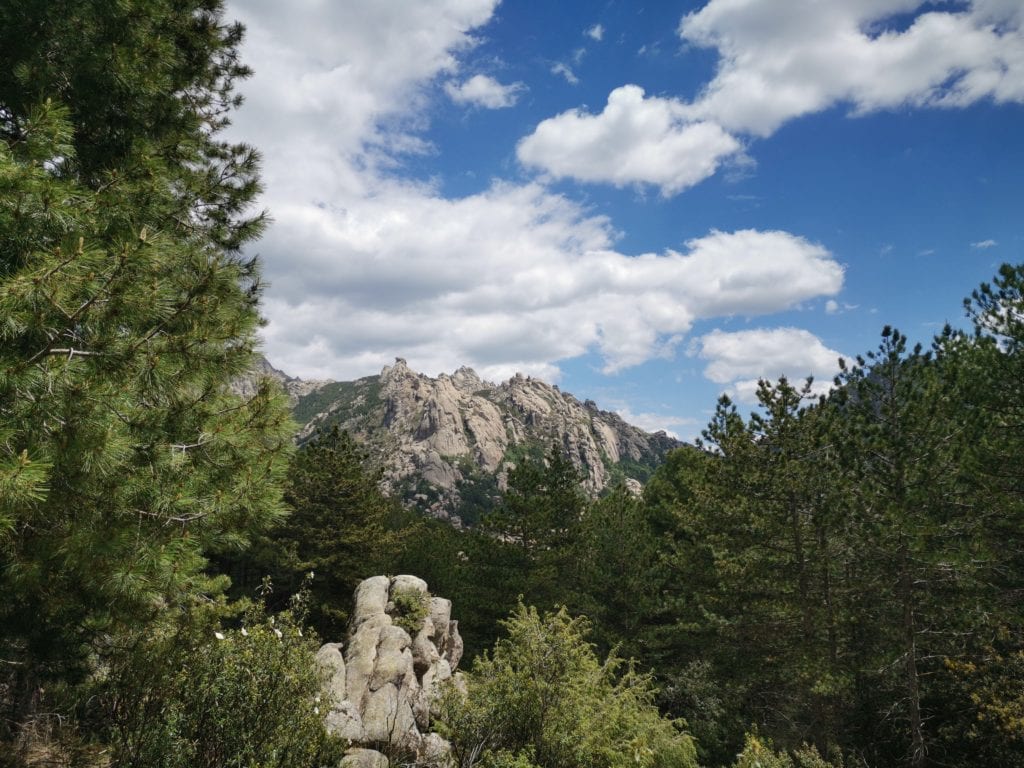 pinares de La Pedriza con Terranatur