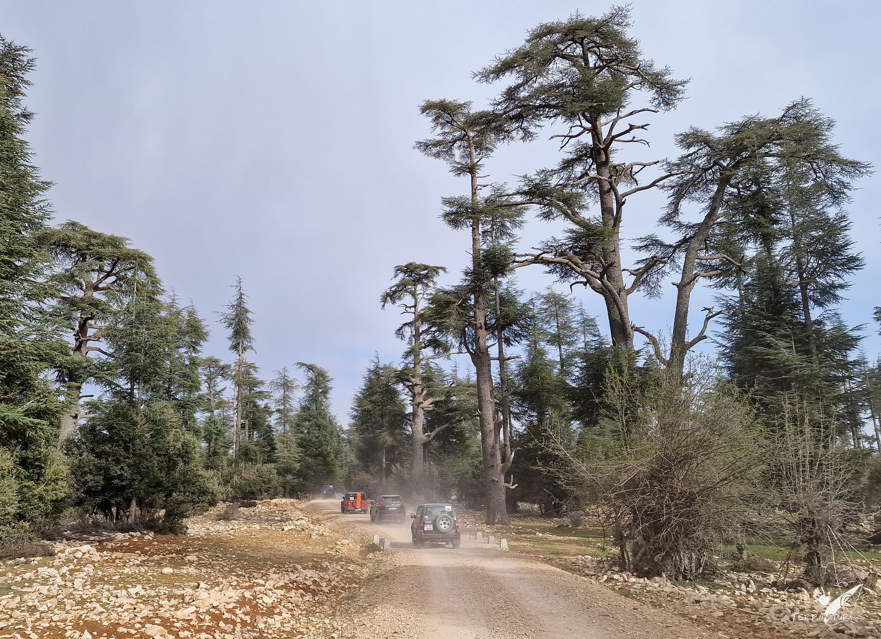 Bosque de cedros