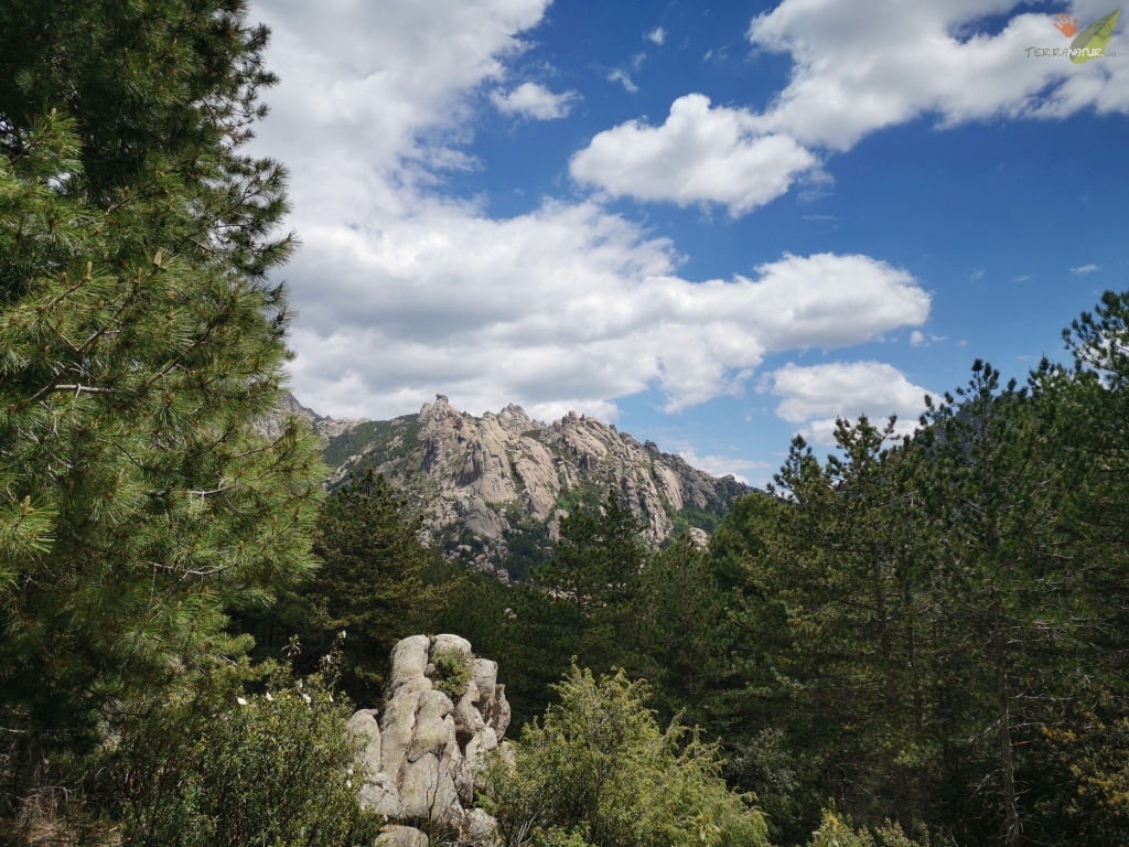 pinares de La Pedriza con Terranatur