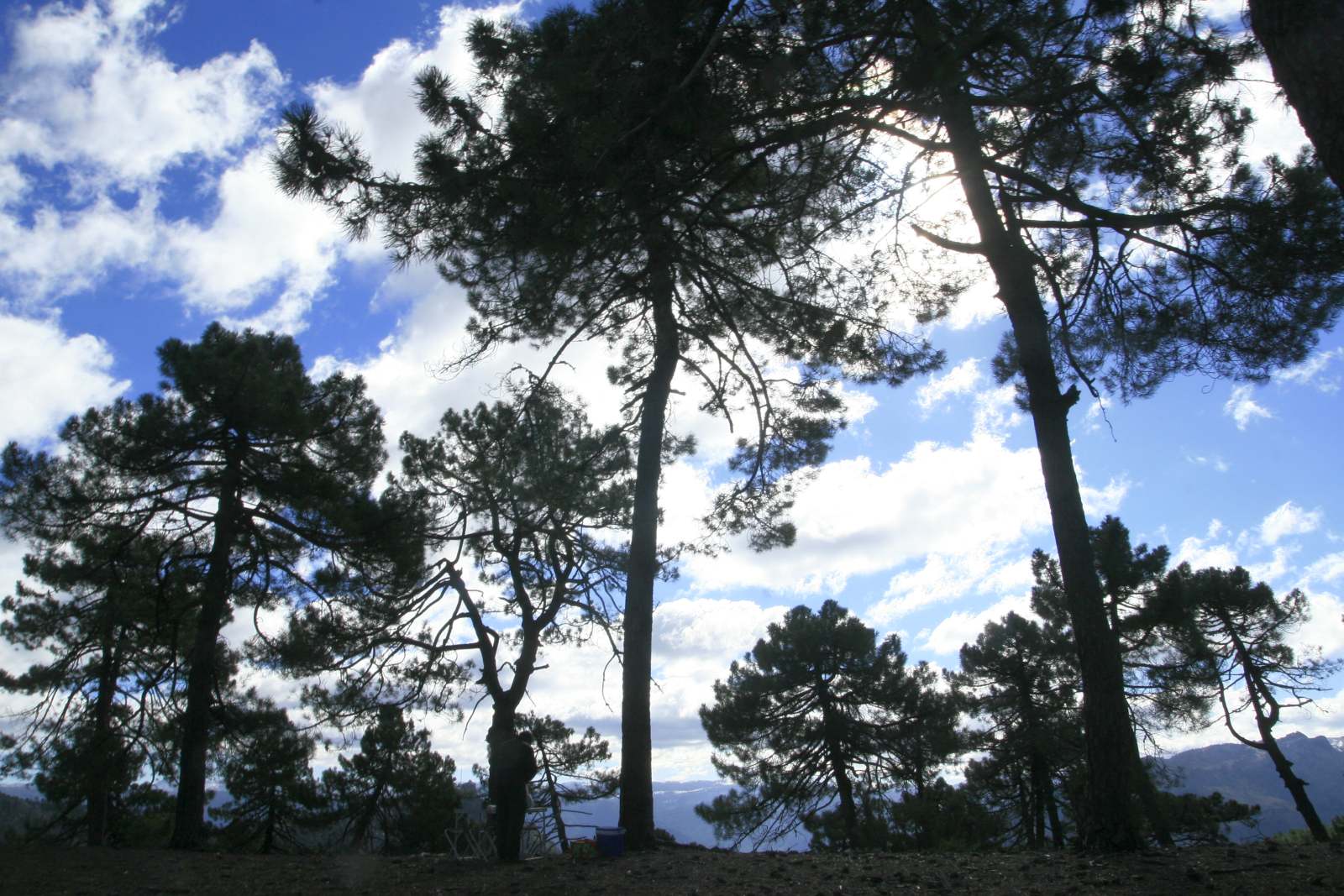 Pinares de Monta&ntilde;a