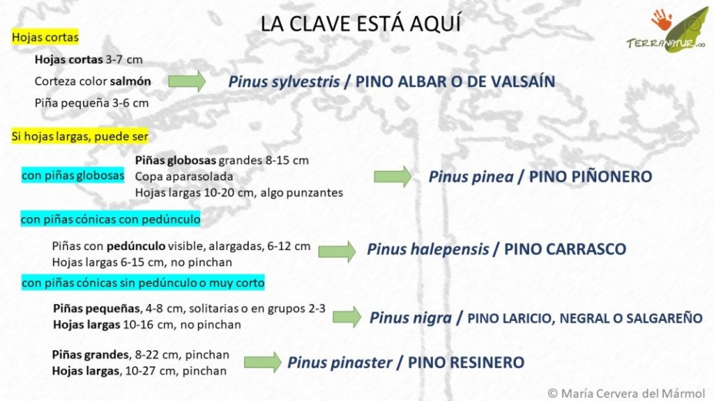 clave sencilla de identificación de pinos de Madrid