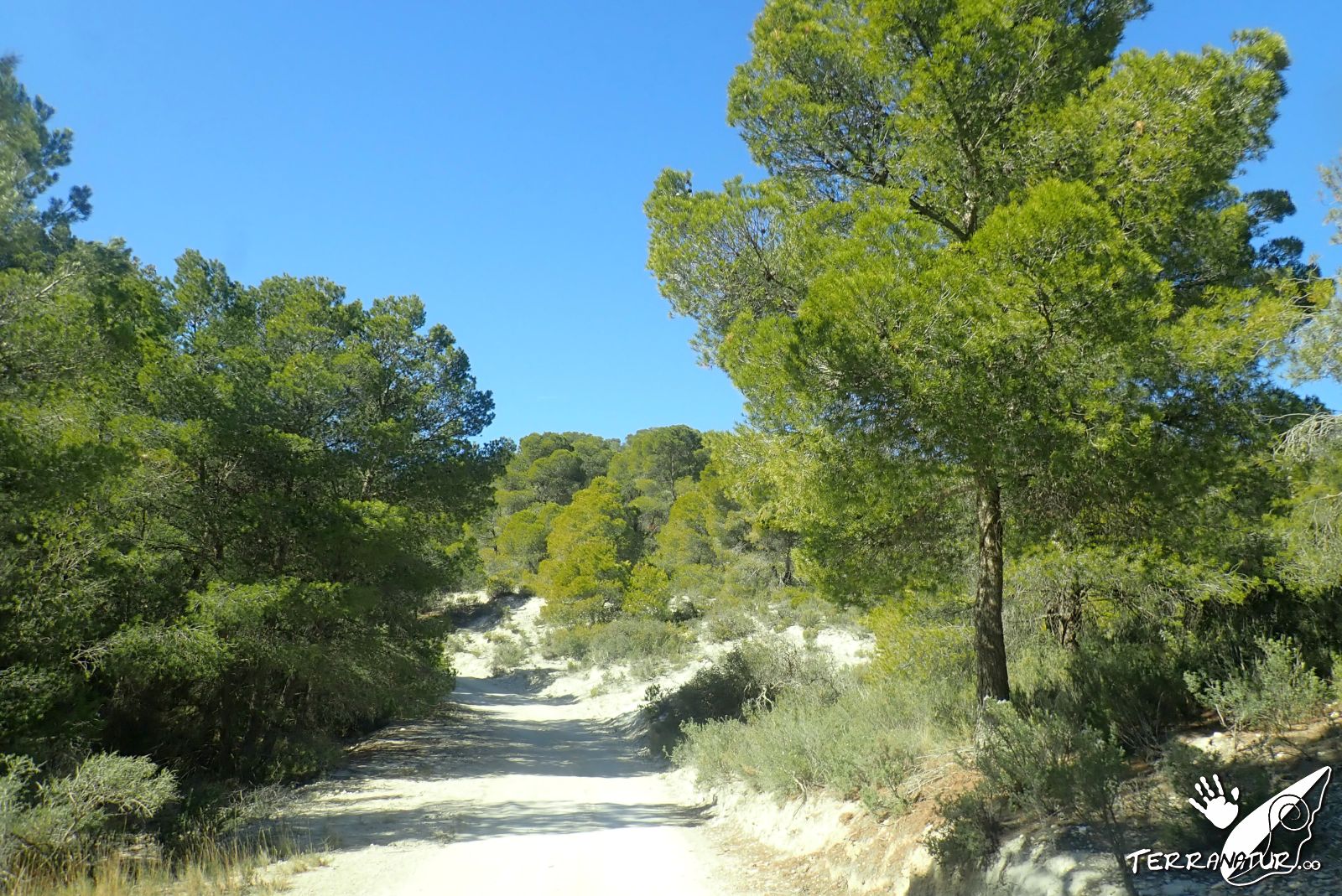 Pinares por la Sierra de G&uacute;dar con Terranatur