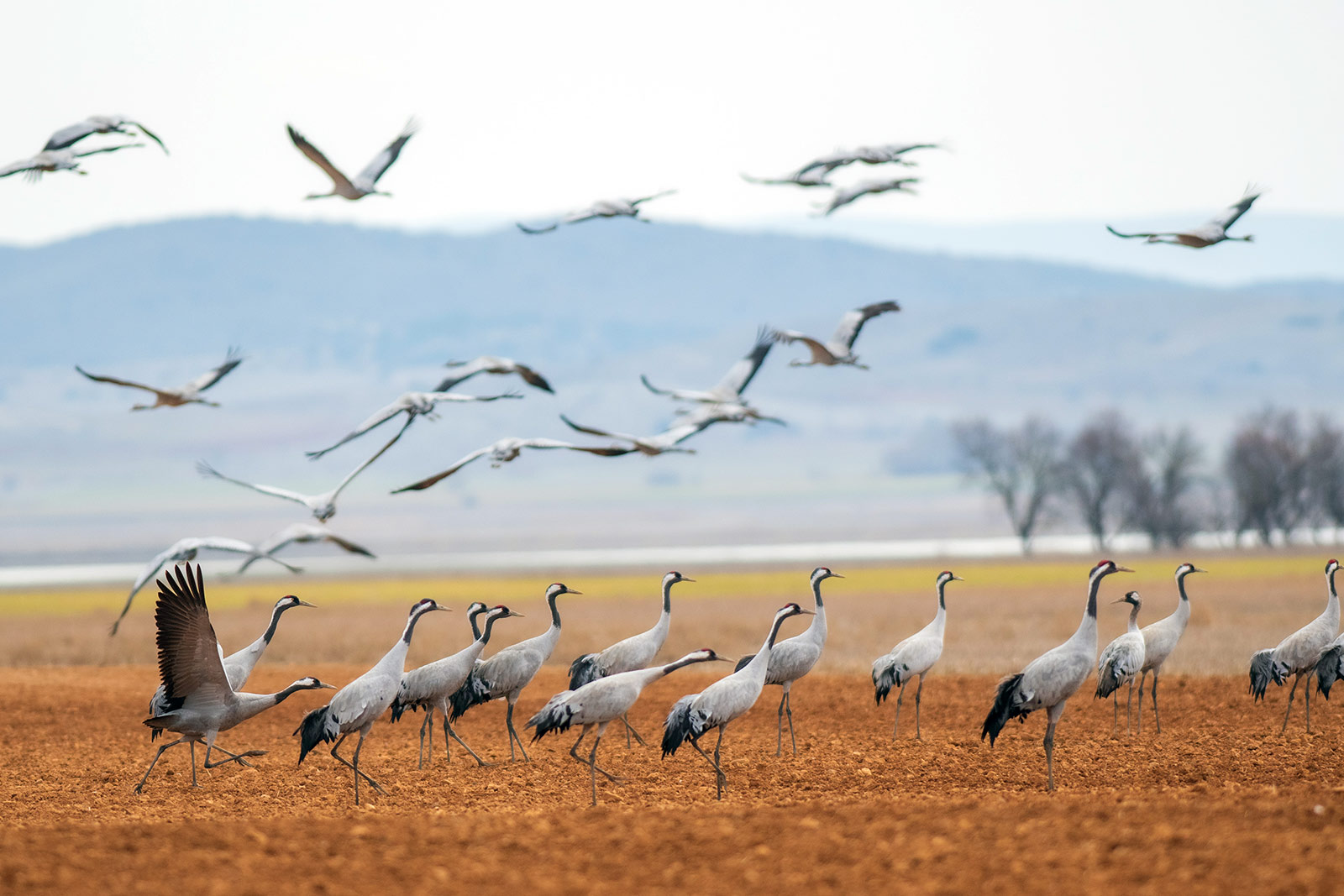 Observaci&oacute;n de grullas en la Laguna de Gallocanta.