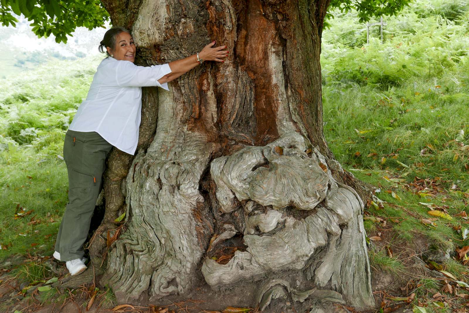 Abrazando un casta&ntilde;o milenario