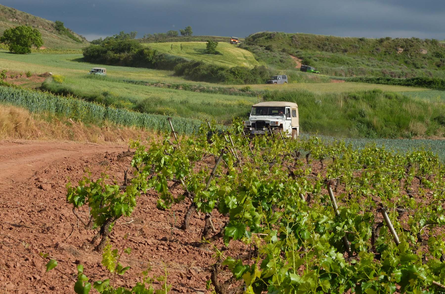 Viñedos en La Rioja