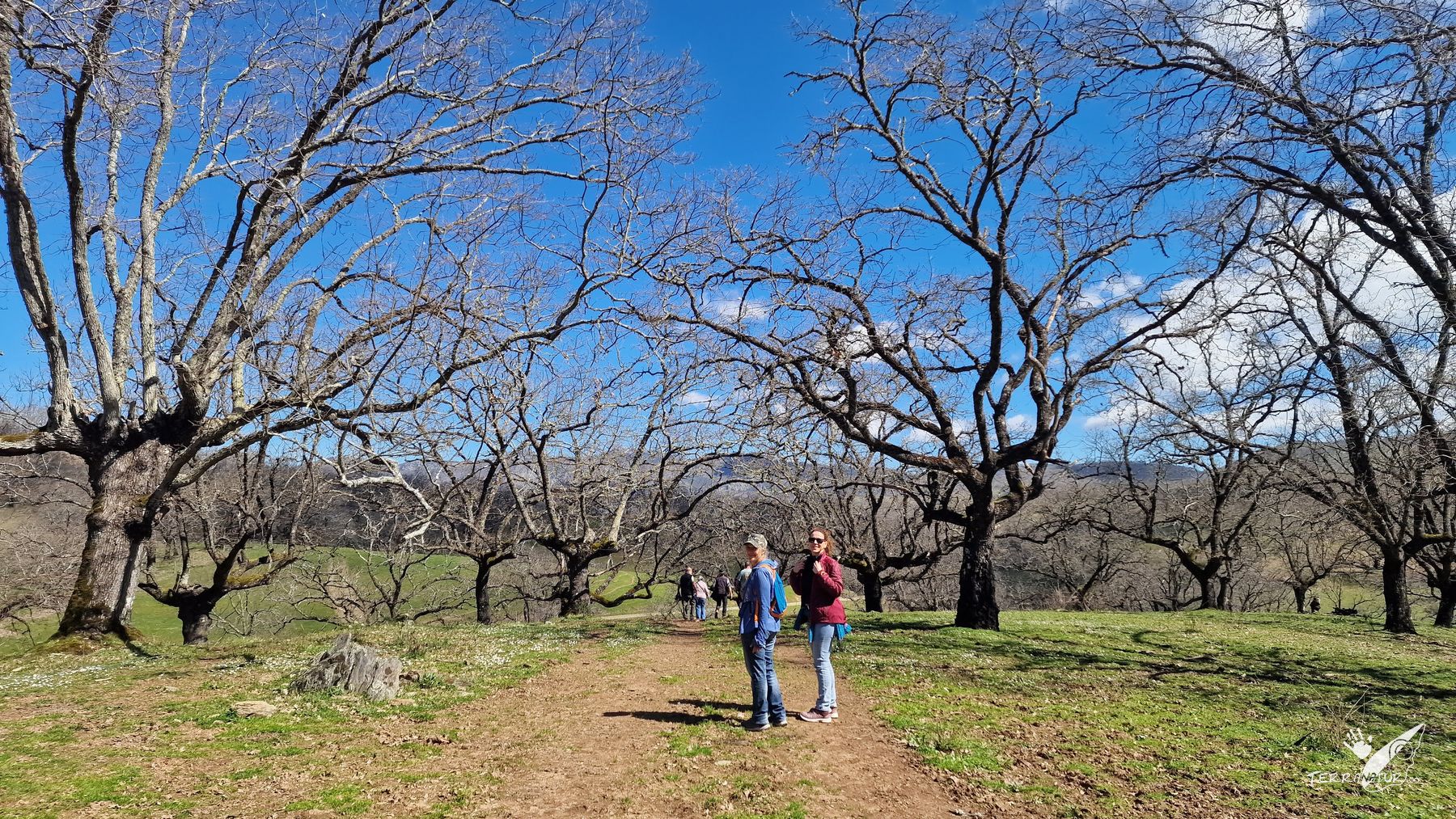 Roble de la Nava en Berzocana