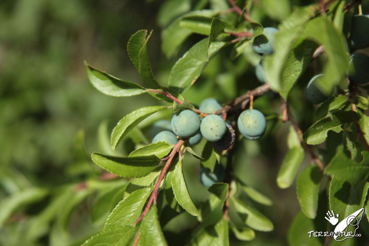 ruta bot&aacute;nica por el escorial hasta la silla de felipe II con Terranatur.