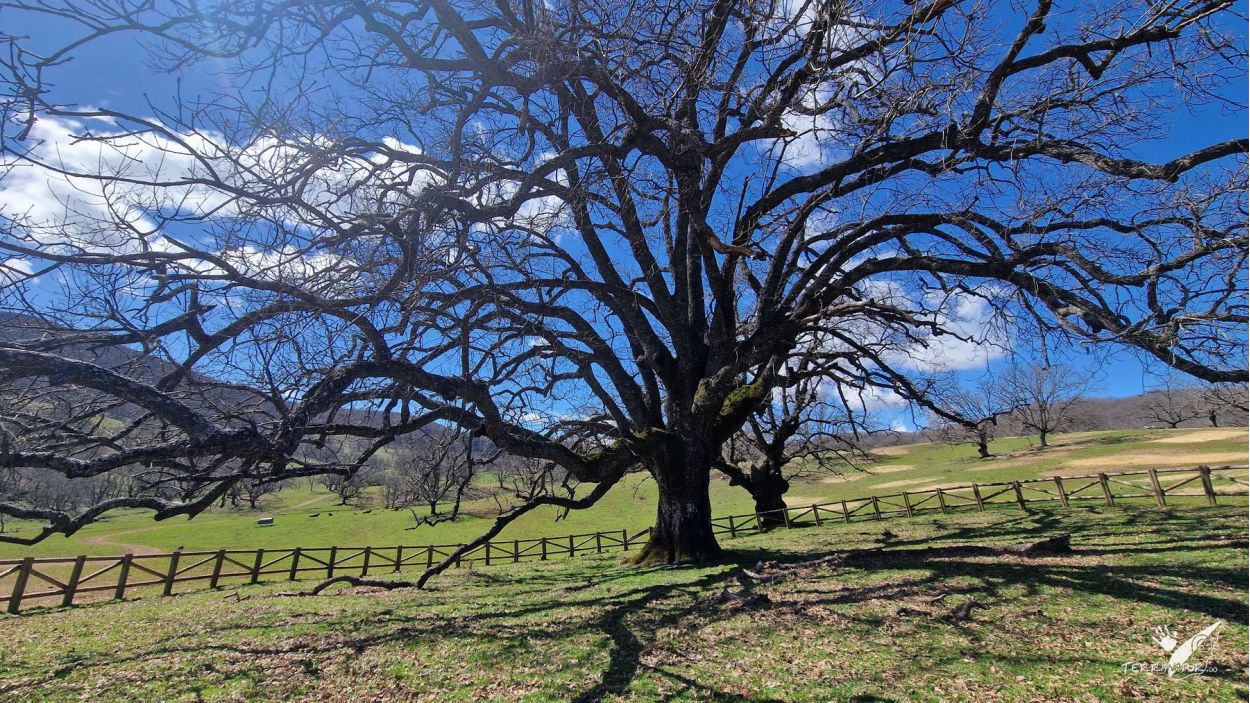 Roble de la Nava en Berzocana