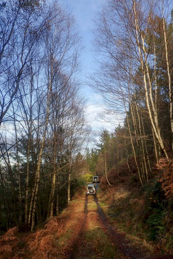 Pino rodeno en Cazorla