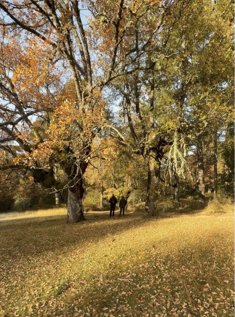 Bosque encantado de Carrascosa
