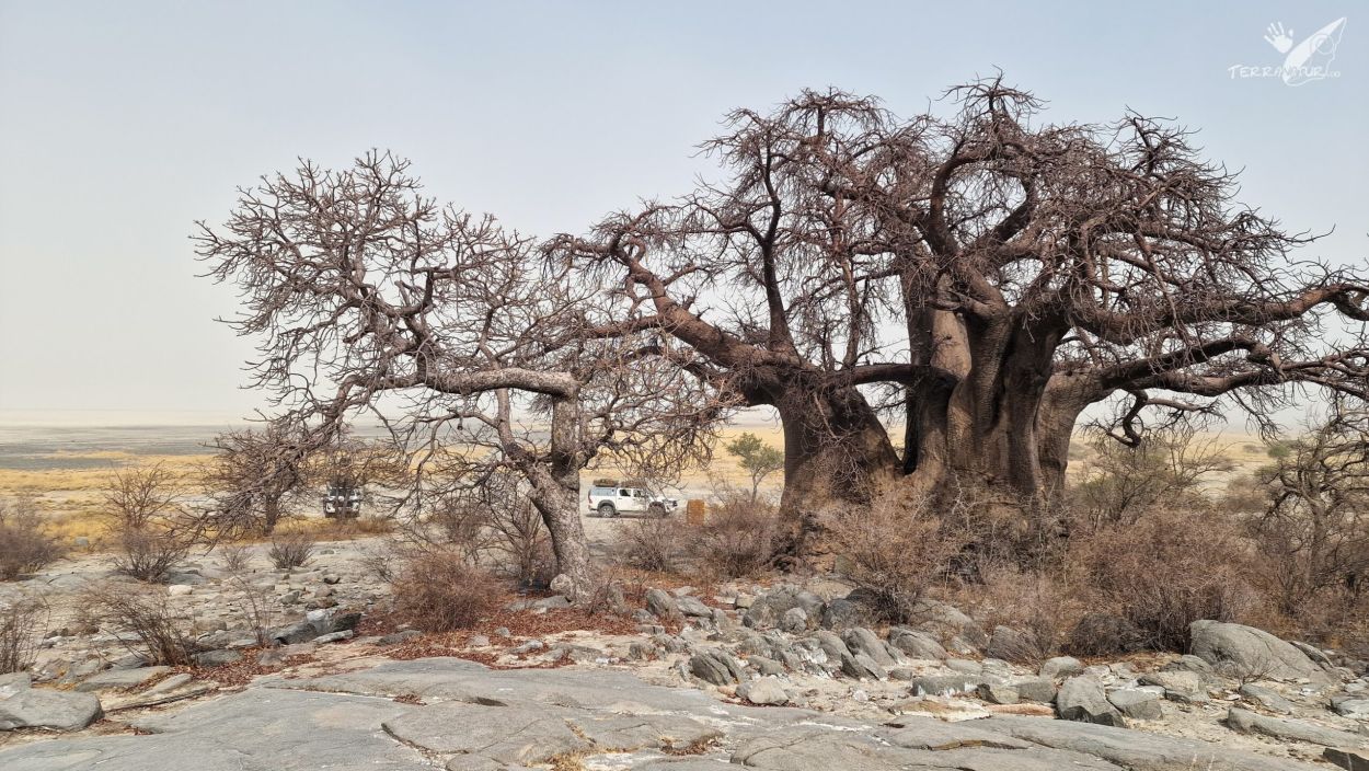 Isla de los Baobabs