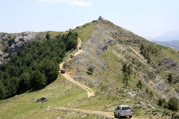 Pino rodeno en Cazorla