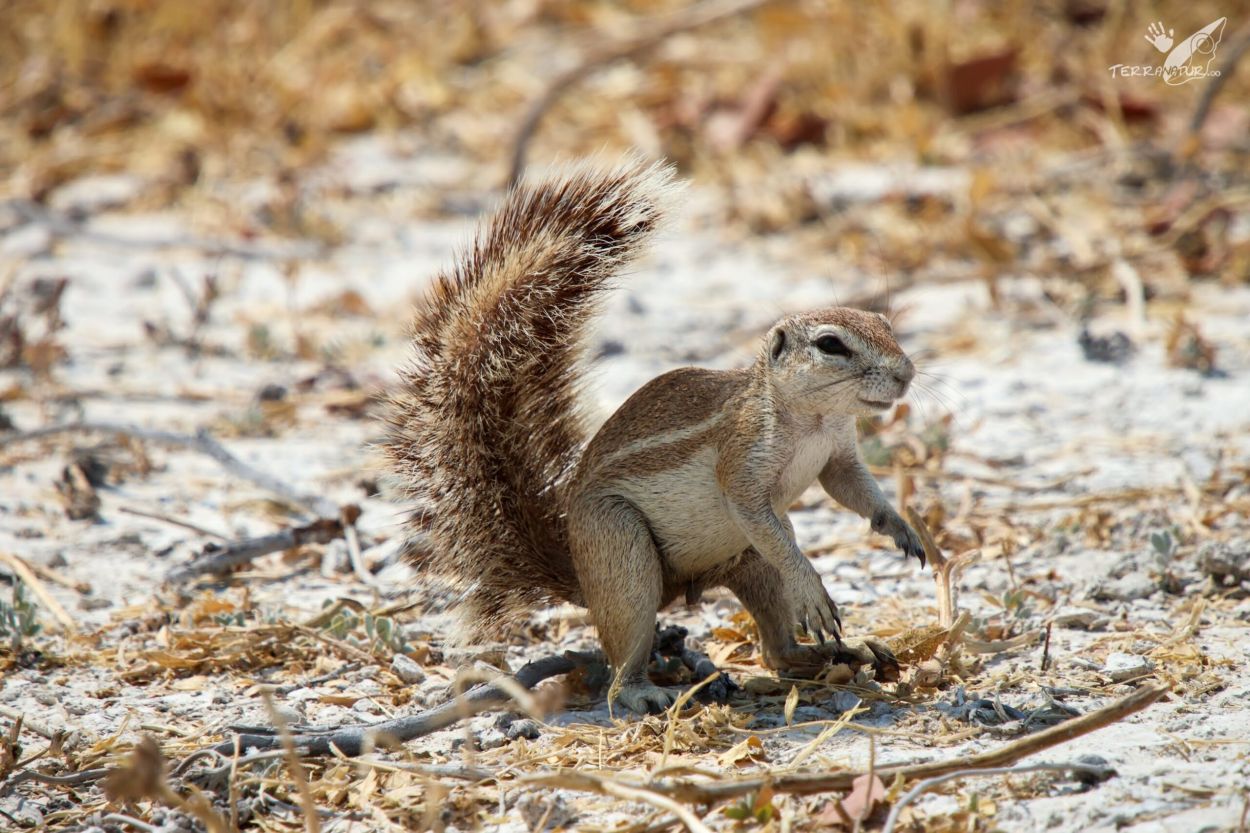 Ardilla terrestre en Botswana