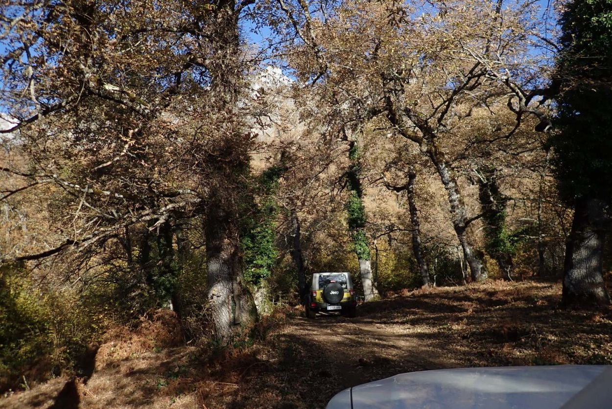 bosque frondosos en Li&eacute;bana