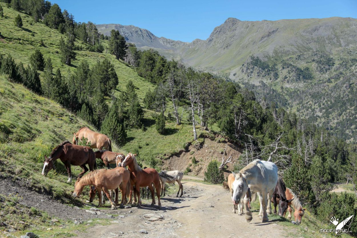 Andorra y Tor