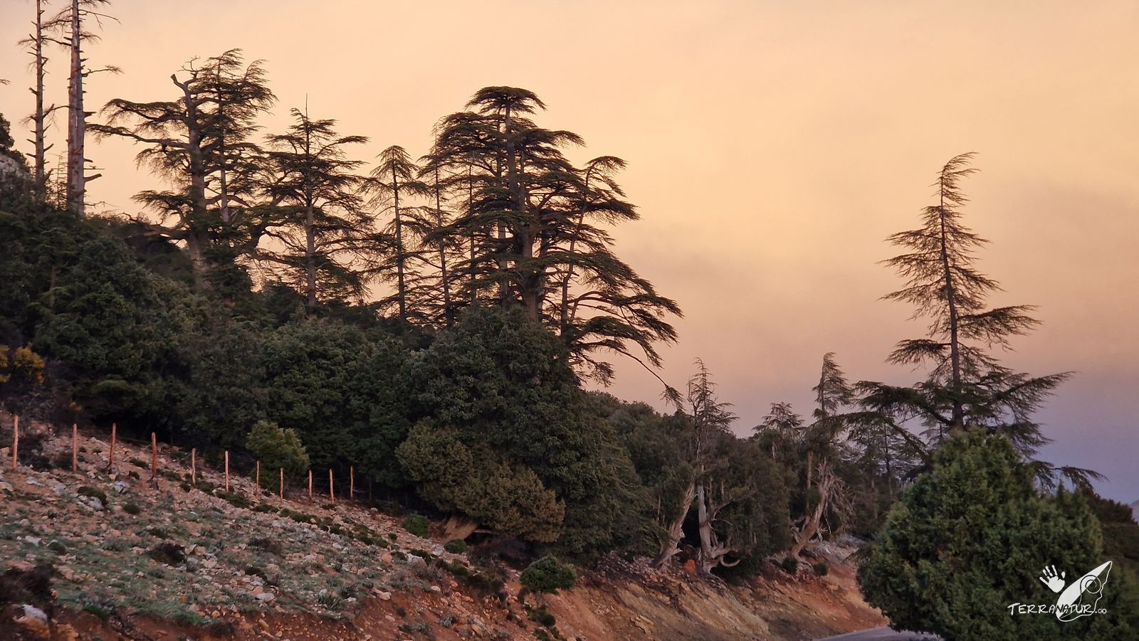 Vista de las Tenerías de Fez. Marruecos